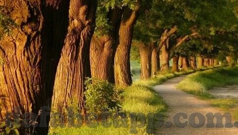 足球比分怎么可以修改-足球比分岂能随意修改？揭秘背后的真相与规则